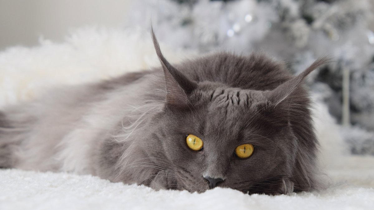 Кот Персидская шиншилла Вилфред