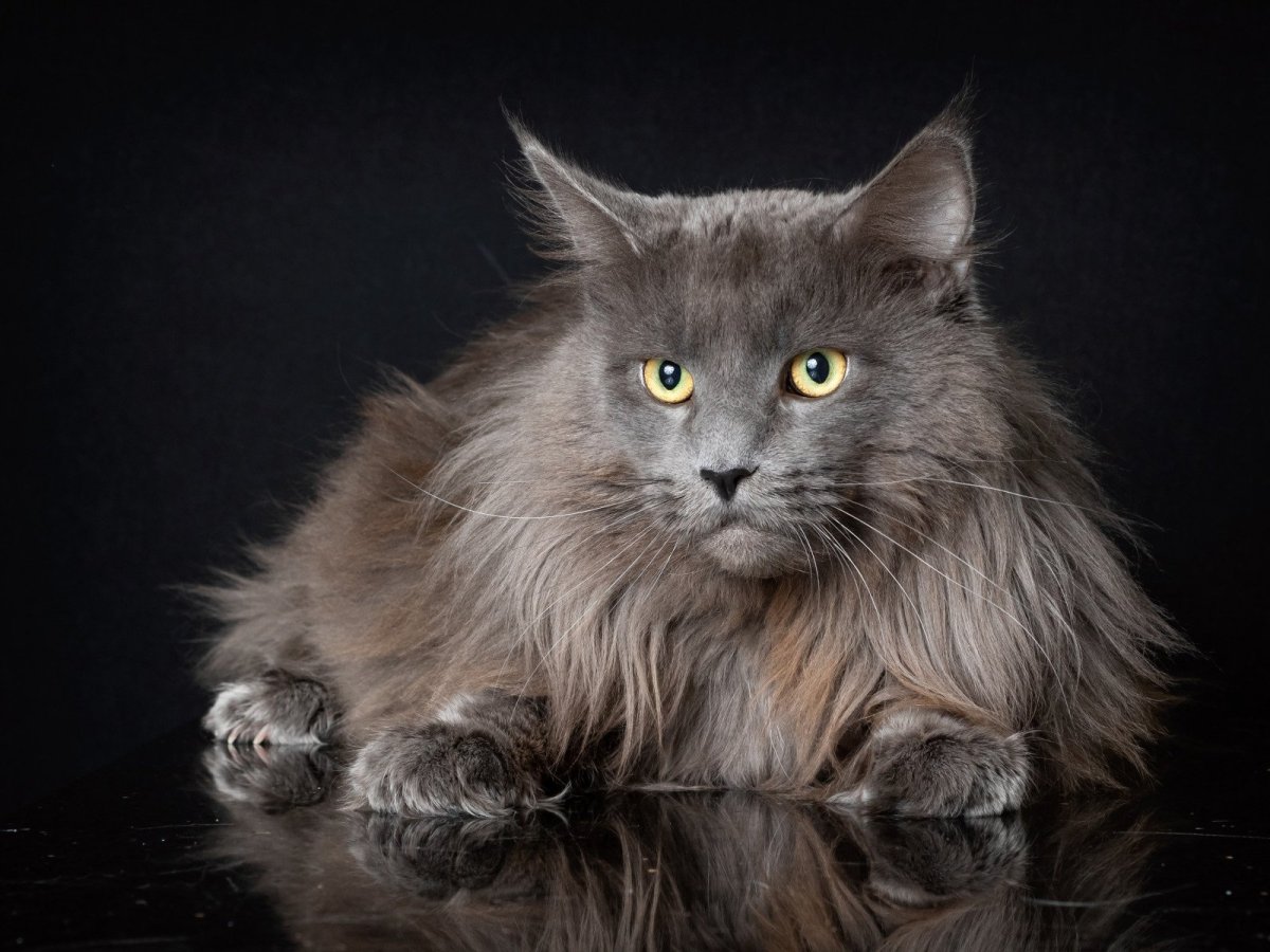 Мейн кун серый