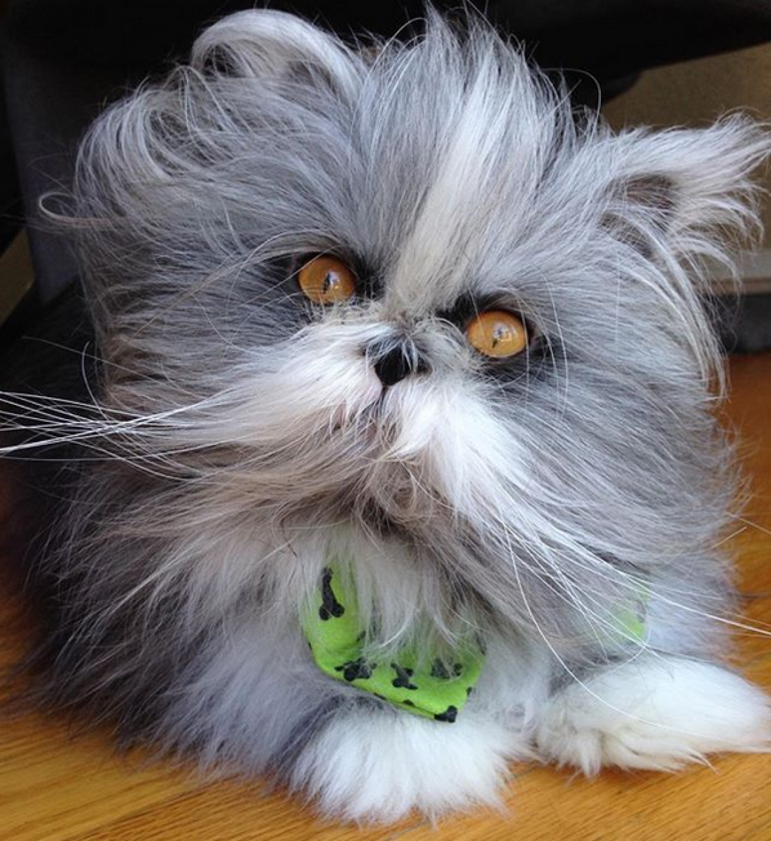 Атчум персидский