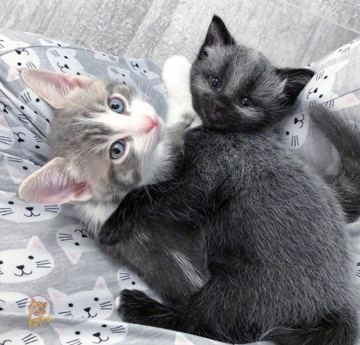 Wood Splitter Lee волки