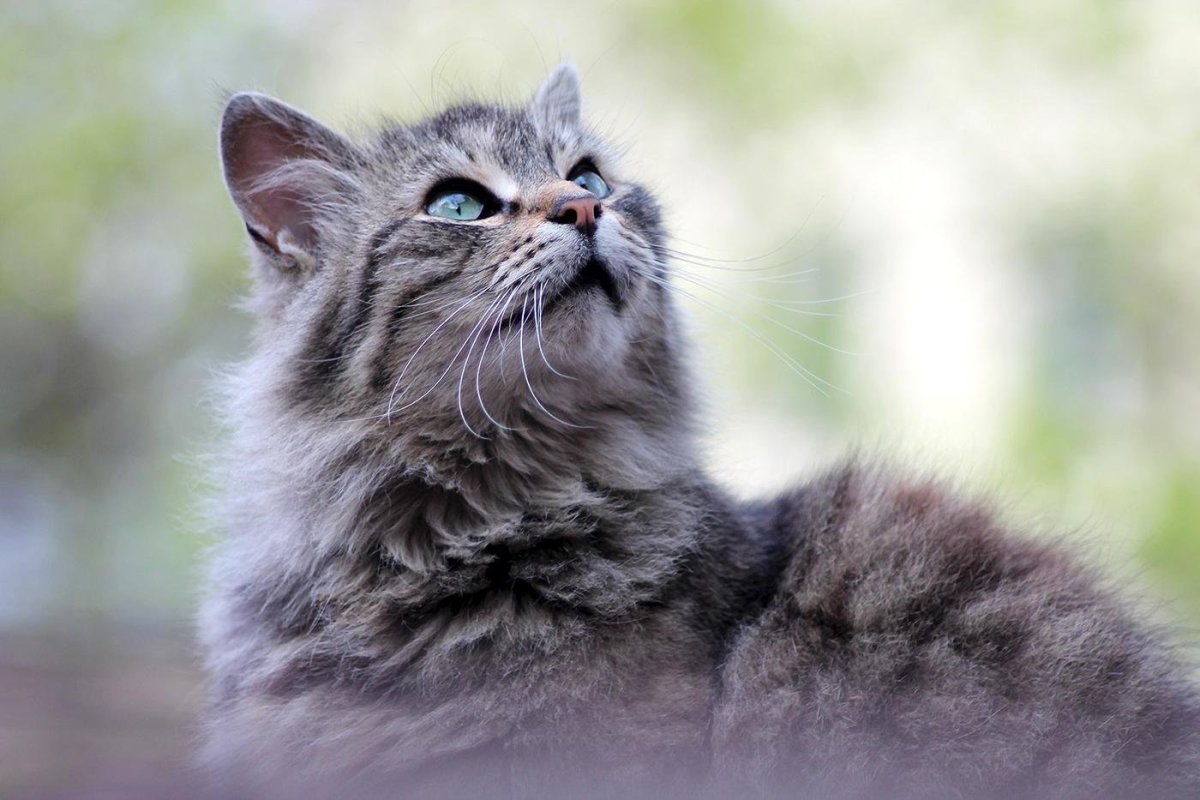 Кот Медведева Дорофей фото