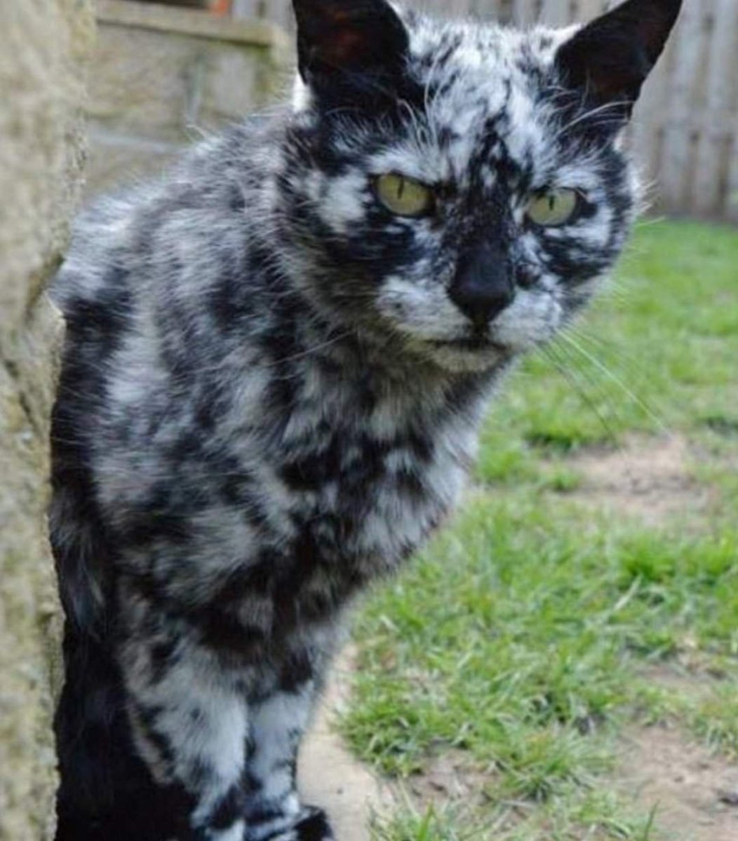 Растрепанный кот