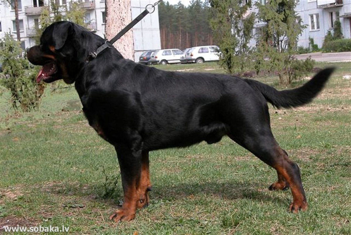 Ротвейлер с некупированными ушами