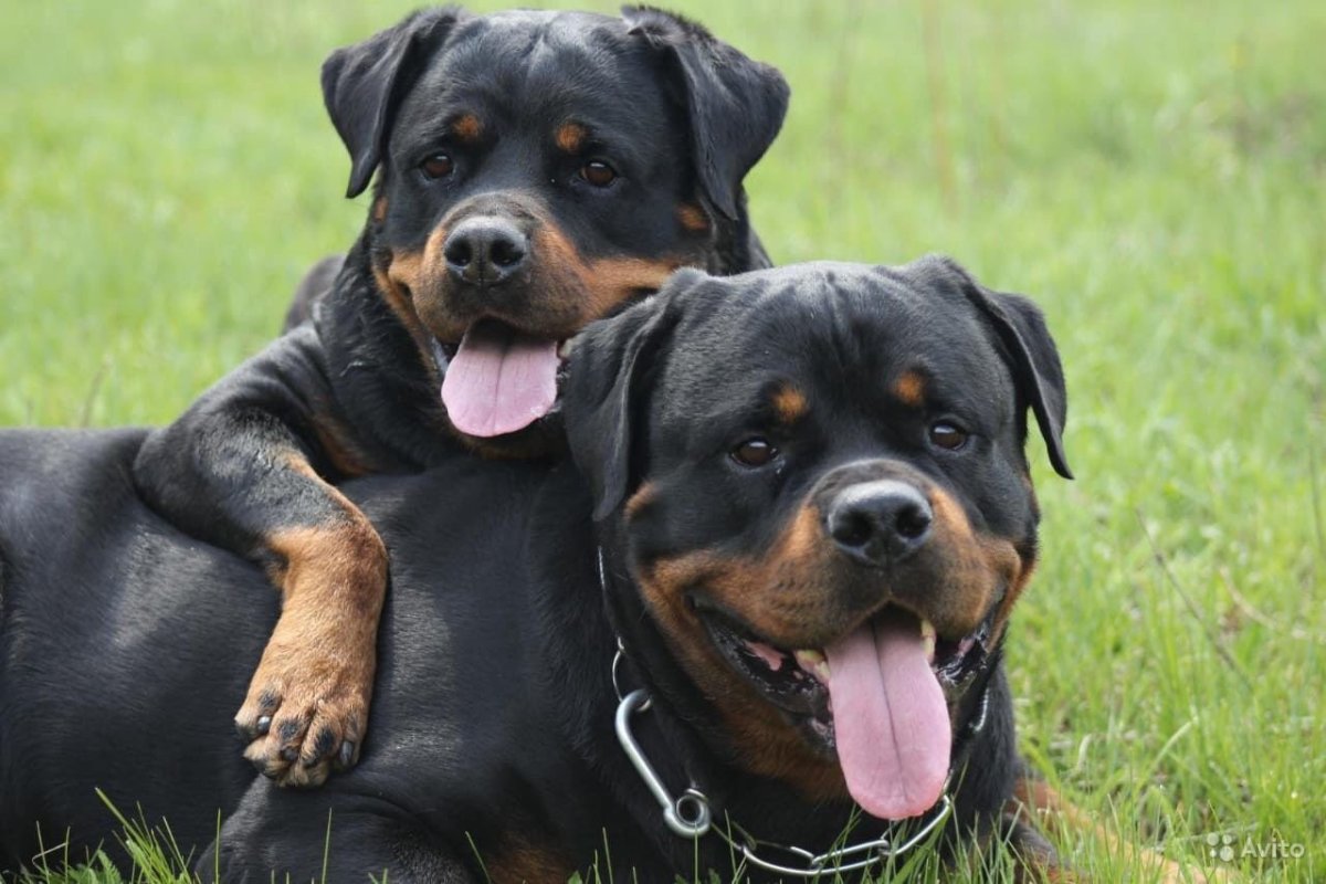 Ротвейлер чёрный Легион