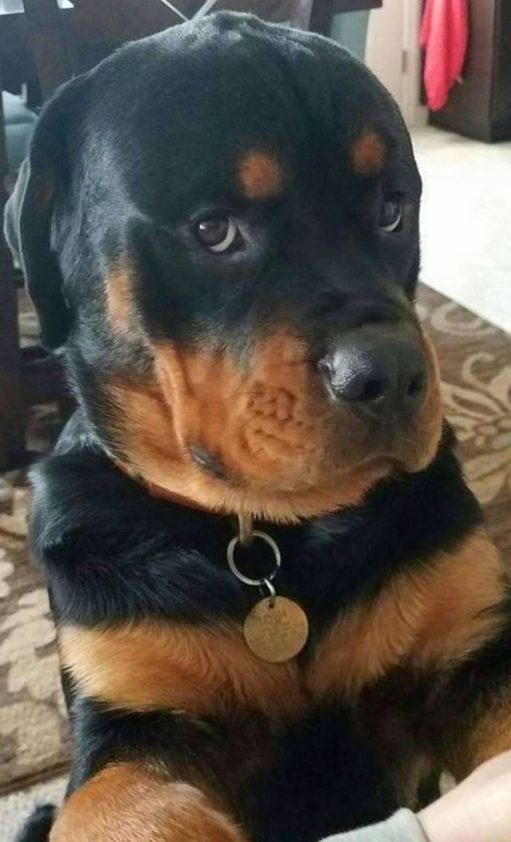 Ротвейлер купированные уши