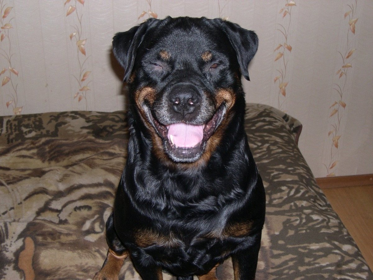 Ротвейлер купированный