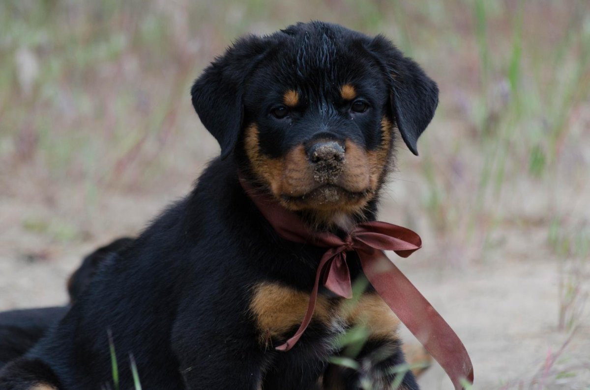 Ротвейлер купированные уши