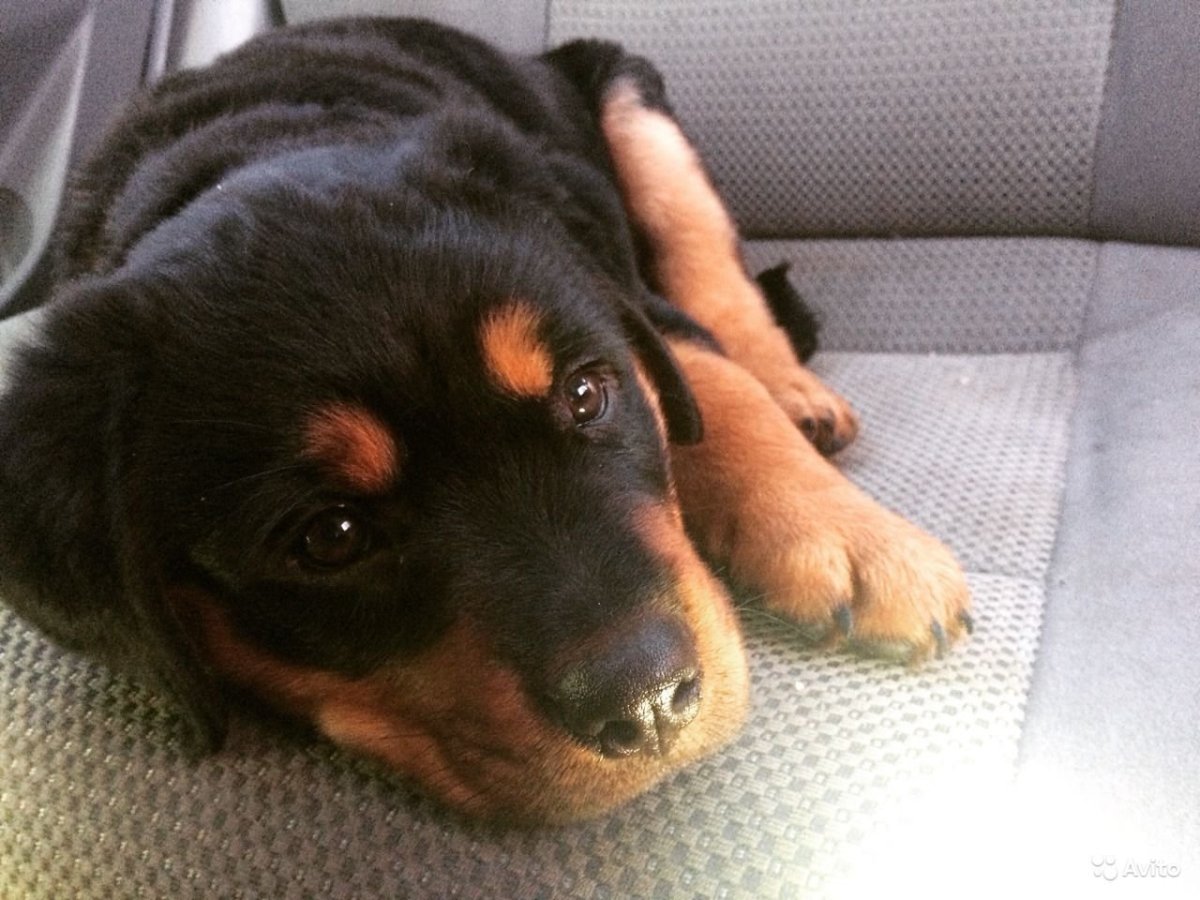 Бойцовские собаки ротвейлер