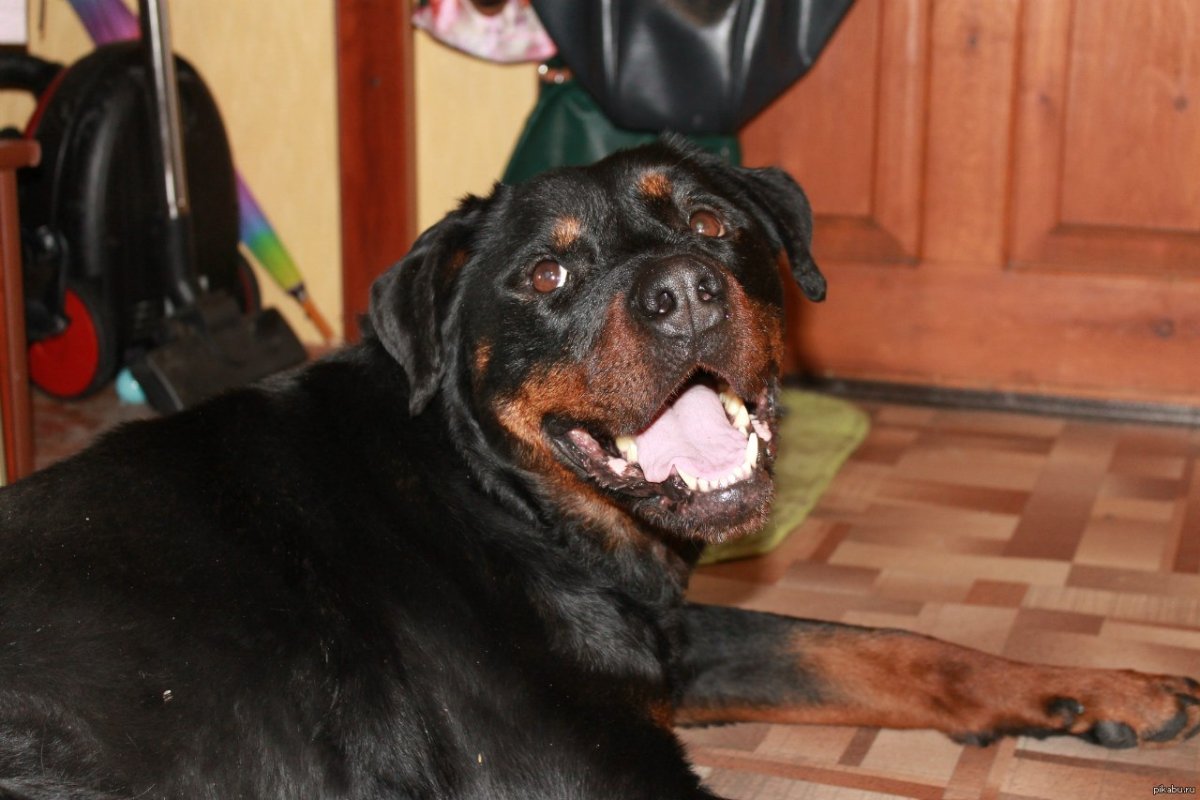 Ротвейлер с подрезанными ушами