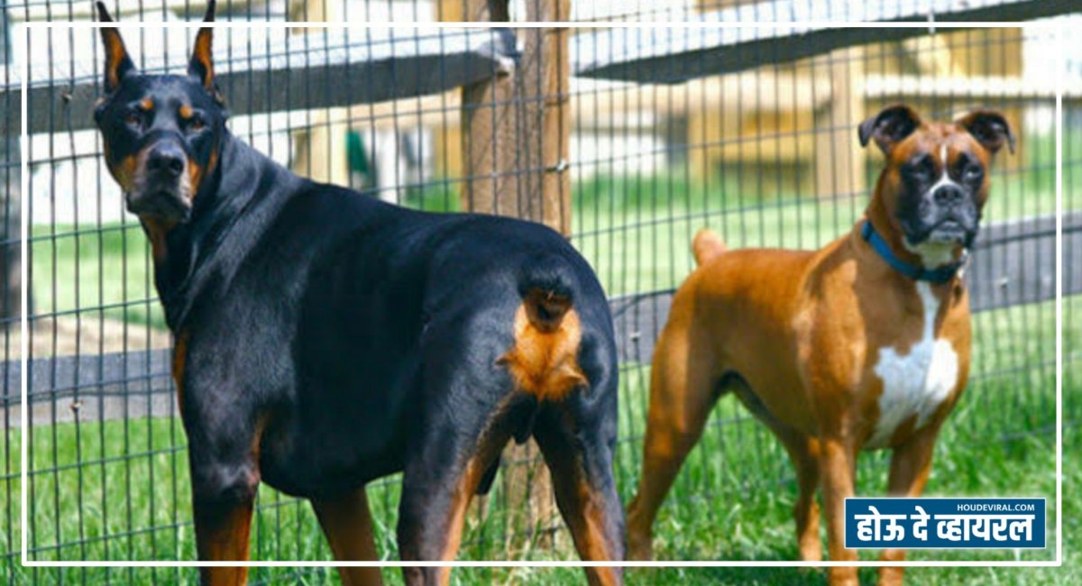 Доберман Анубис