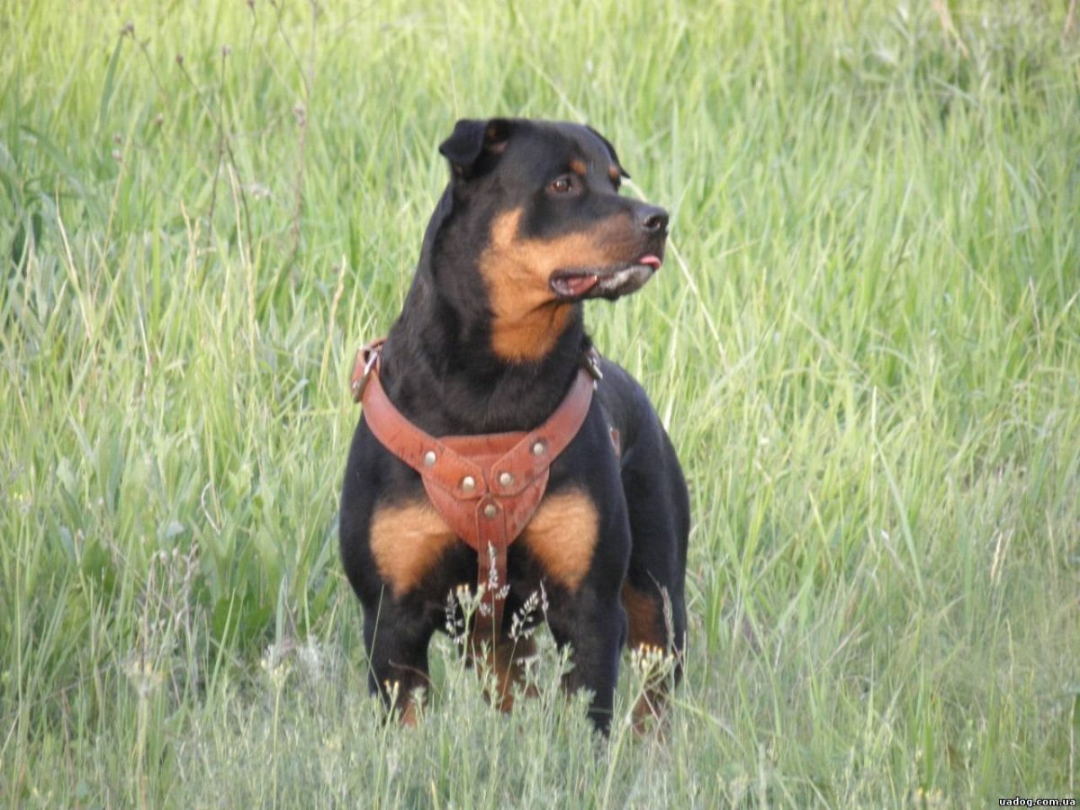 Ротвейлер с купированными ушами