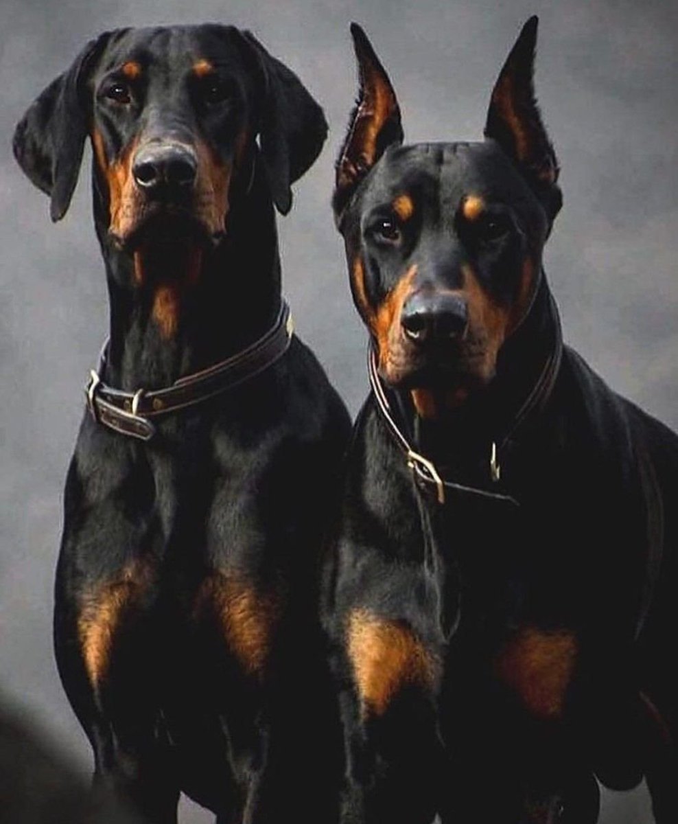 Ротвейлер и питбуль