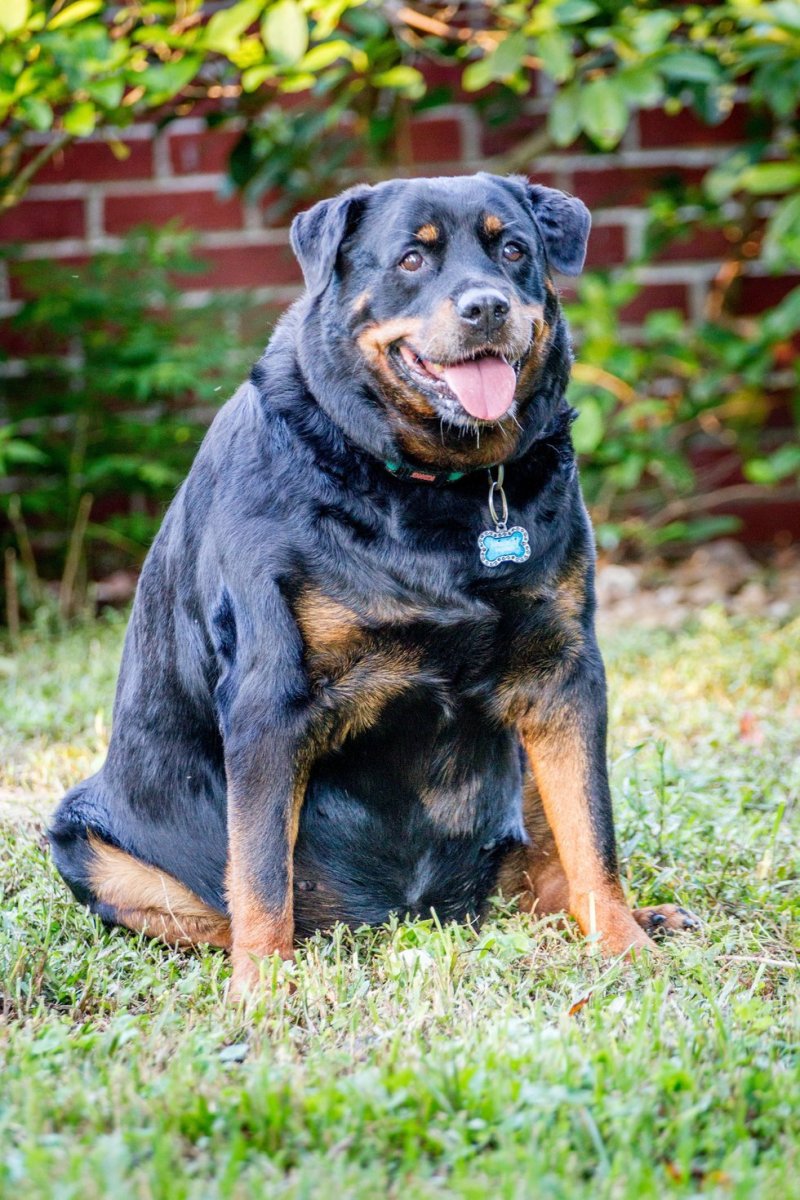 Уши добермана до купирования и после