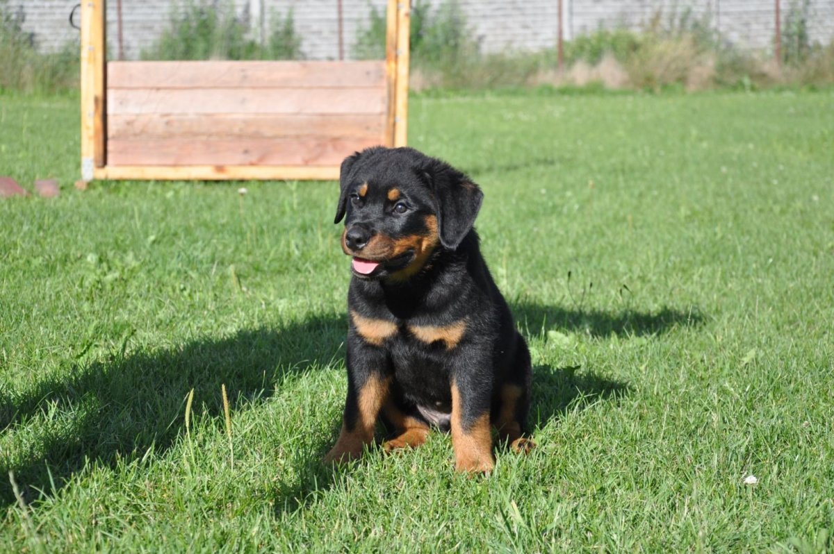 Ротвейлер купированный