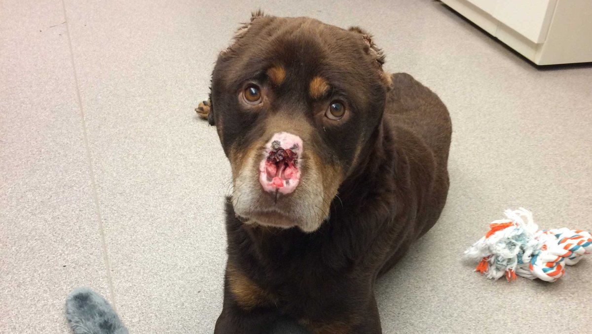 Доберман Эстетика с девушкой