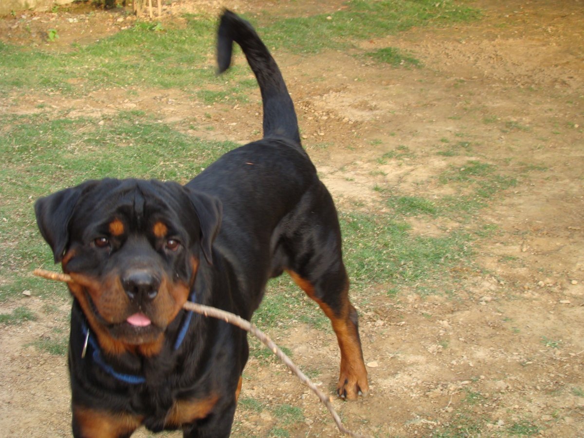 Доберман черно подпалый