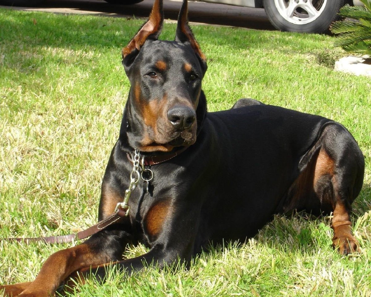 Ротвейлер собака купированный