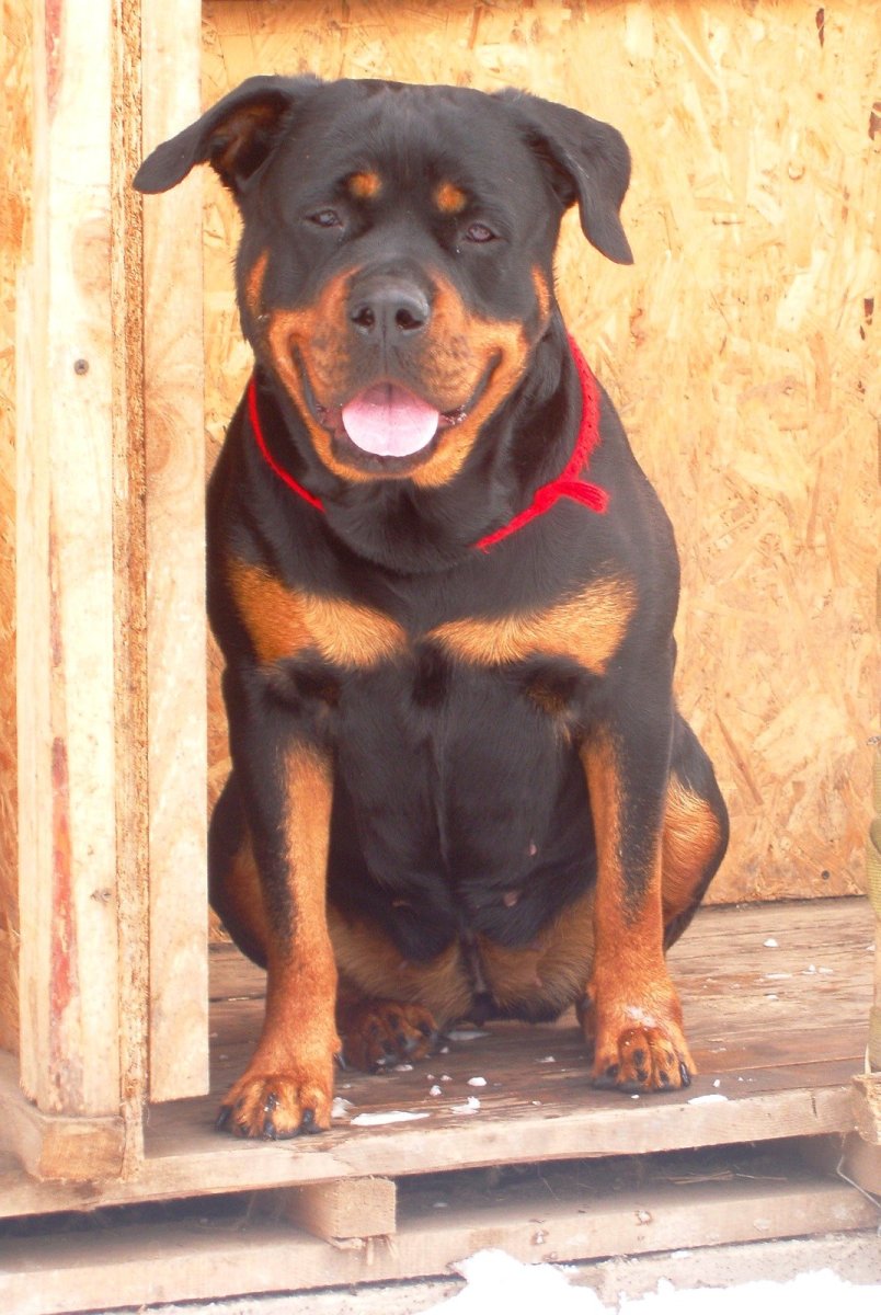 Ротвейлер / Rottweiler (147) к