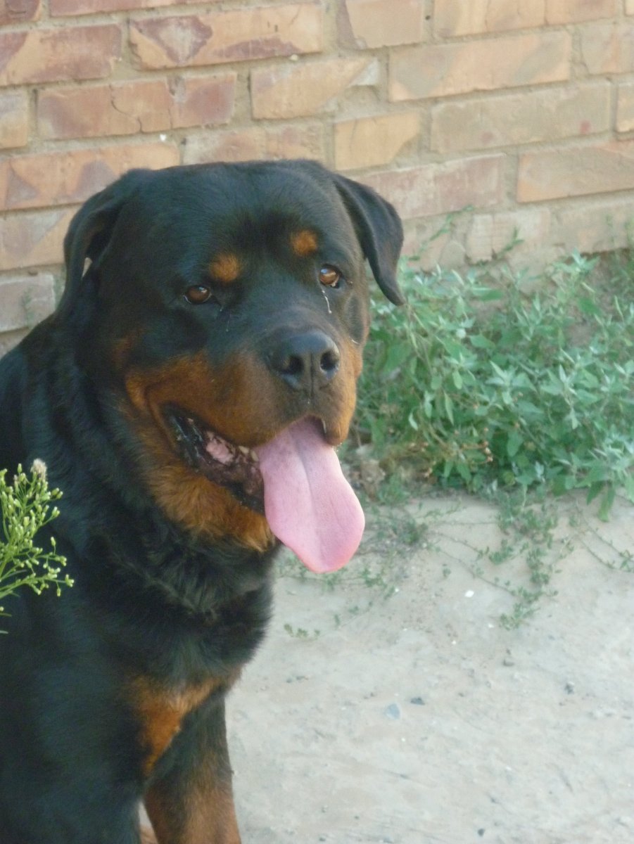 Некупированный ротвейлер