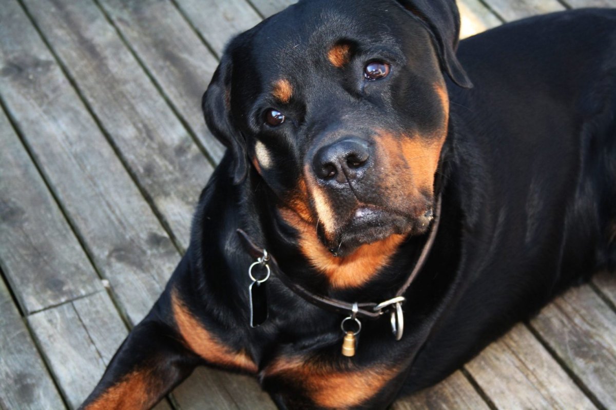 Ротвейлер купированный уши