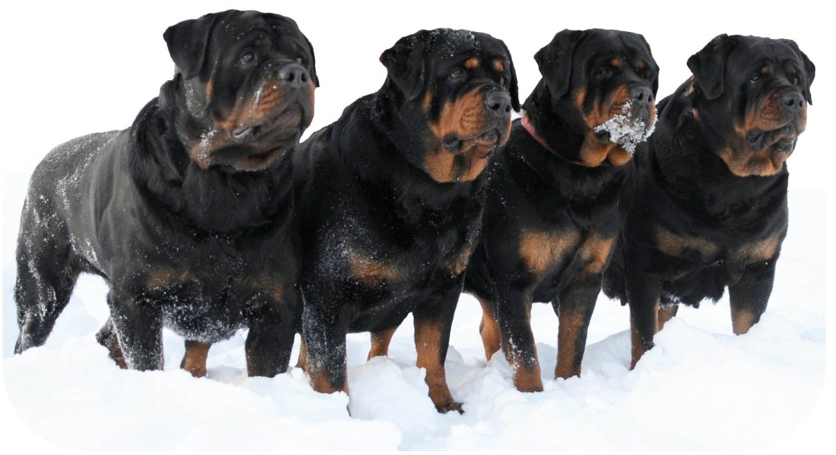 Ротвейлер боец