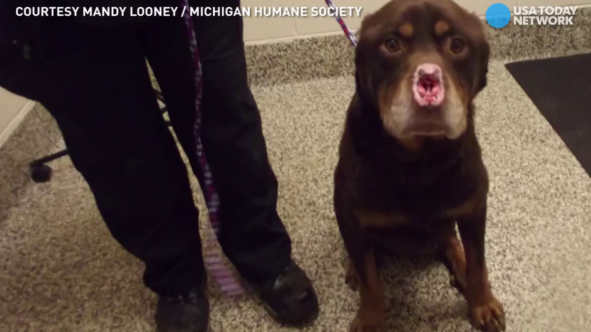 Ротвейлер Марс