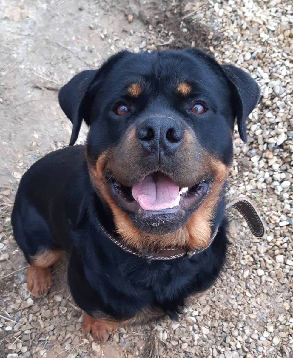 Что купируют ротвейлеру