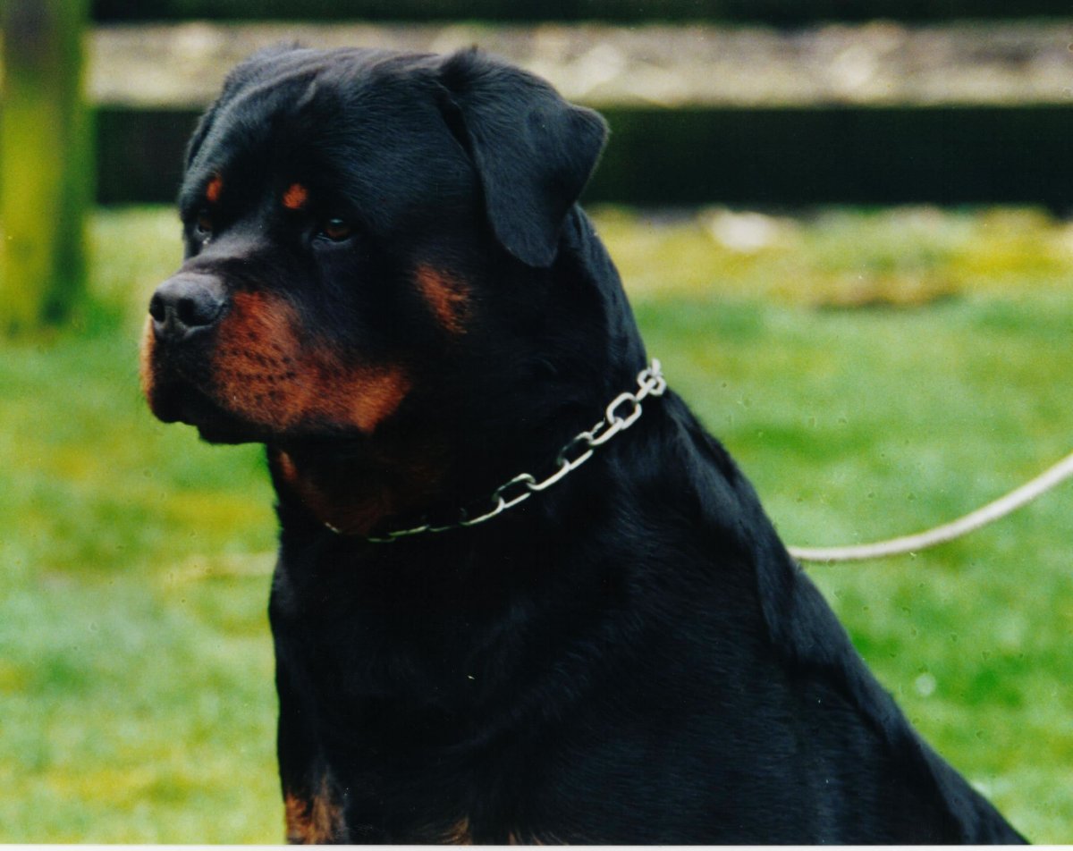 Ротвейлер без ушей серый