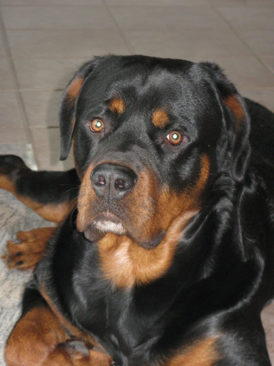 Ротвейлер купированный