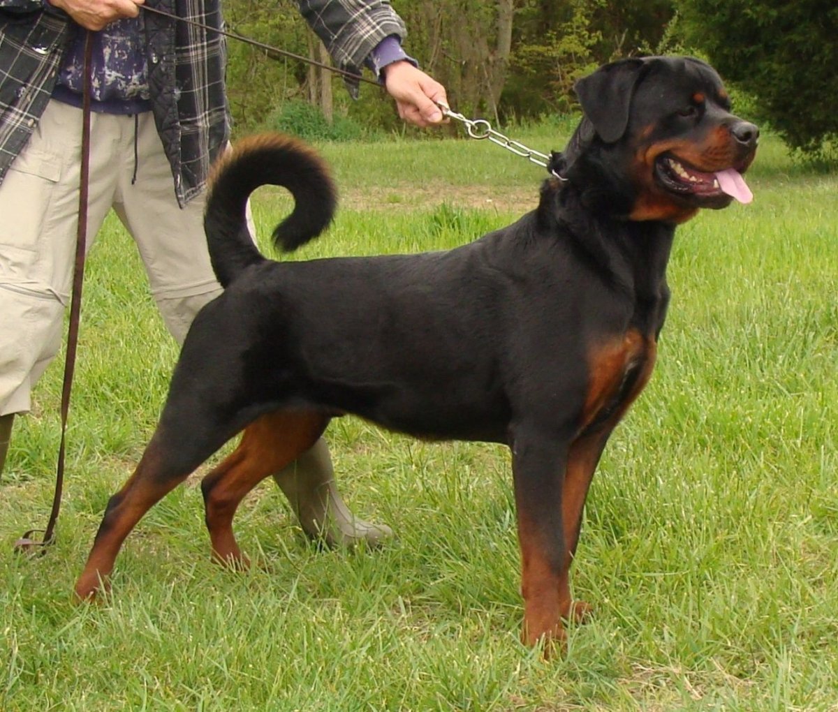 Ротвейлер Бьюдель