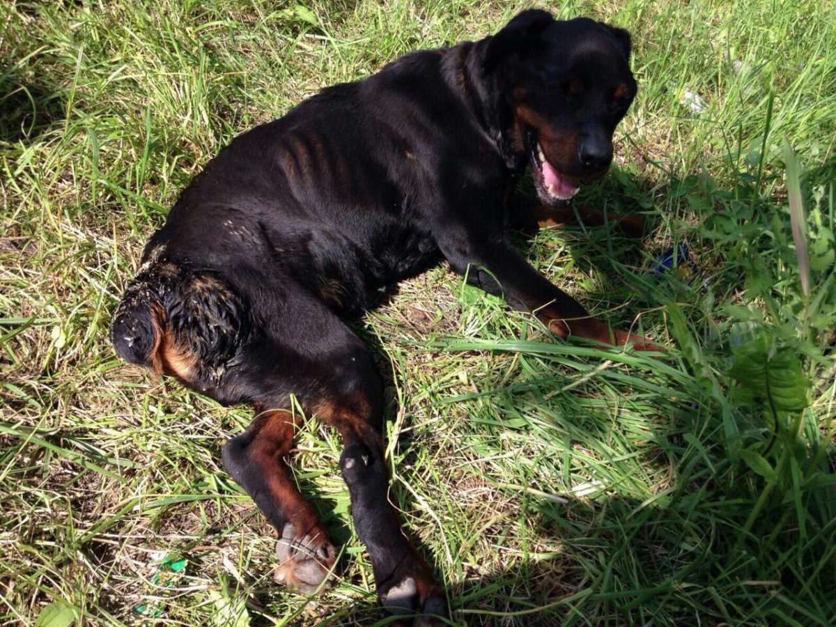 Ротвейлер мастиф