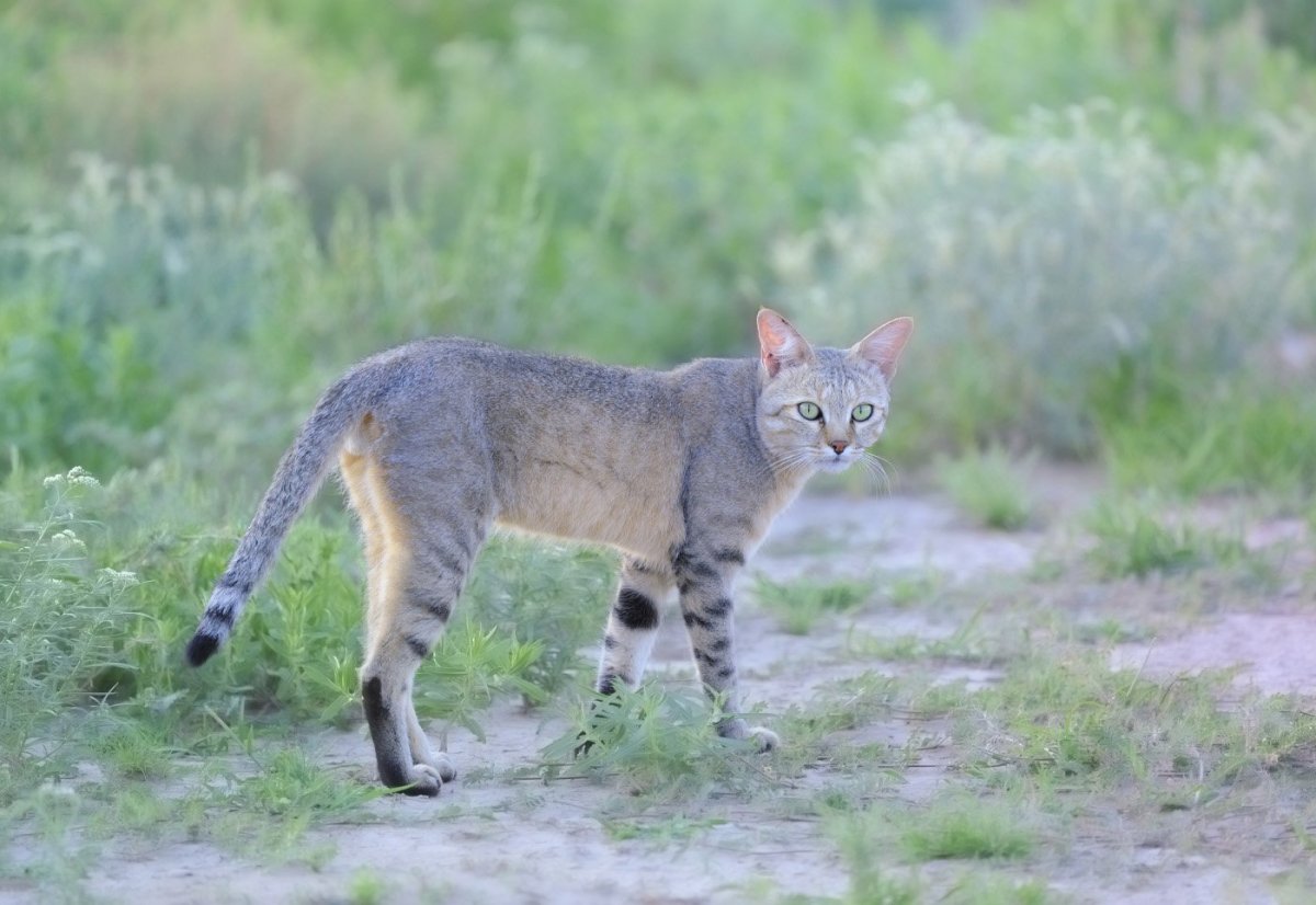 Нубийская Дикая кошка