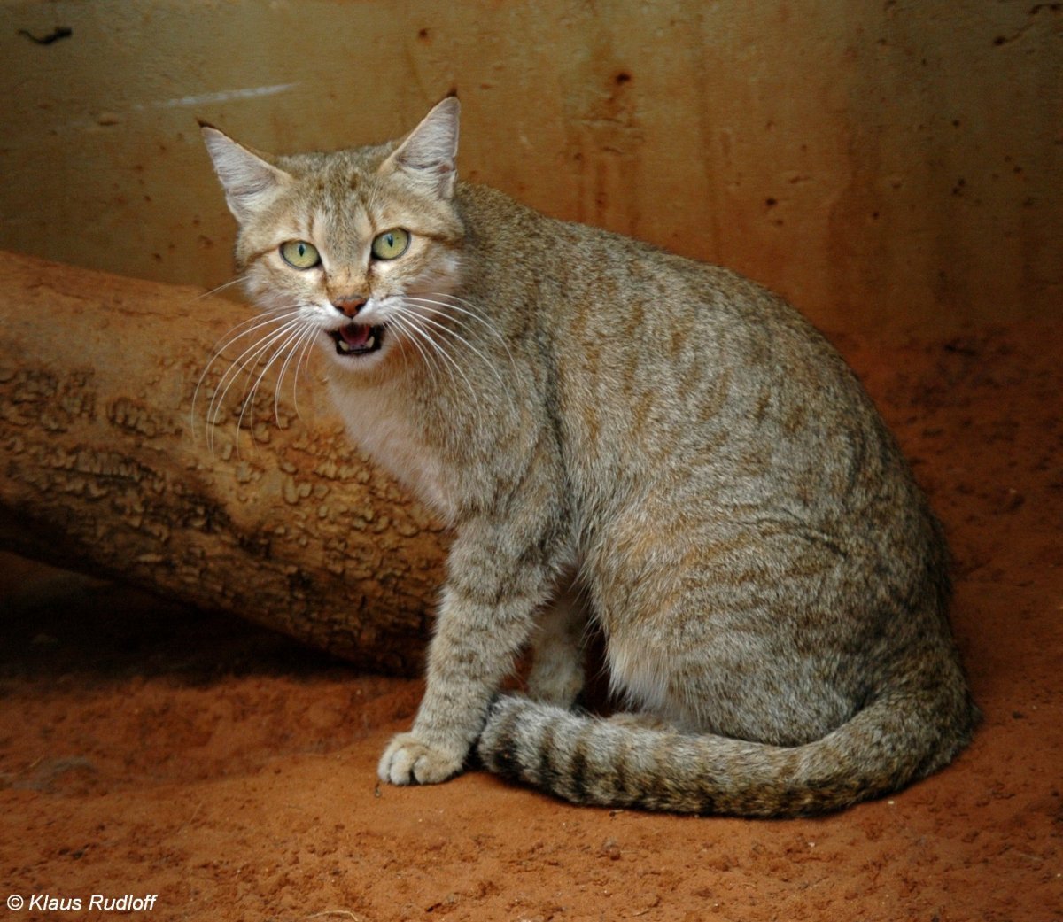 Степная кошка (Felis Libyca)