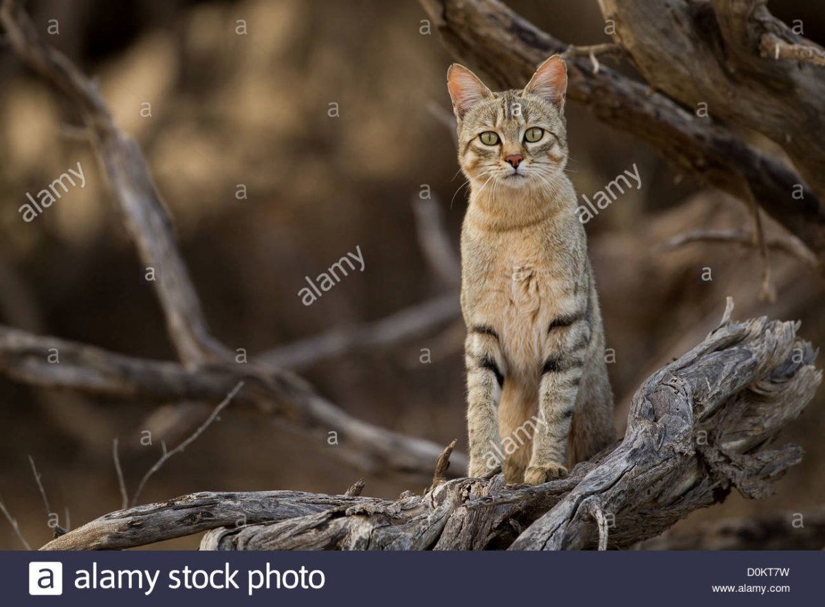 Нубийская Дикая кошка