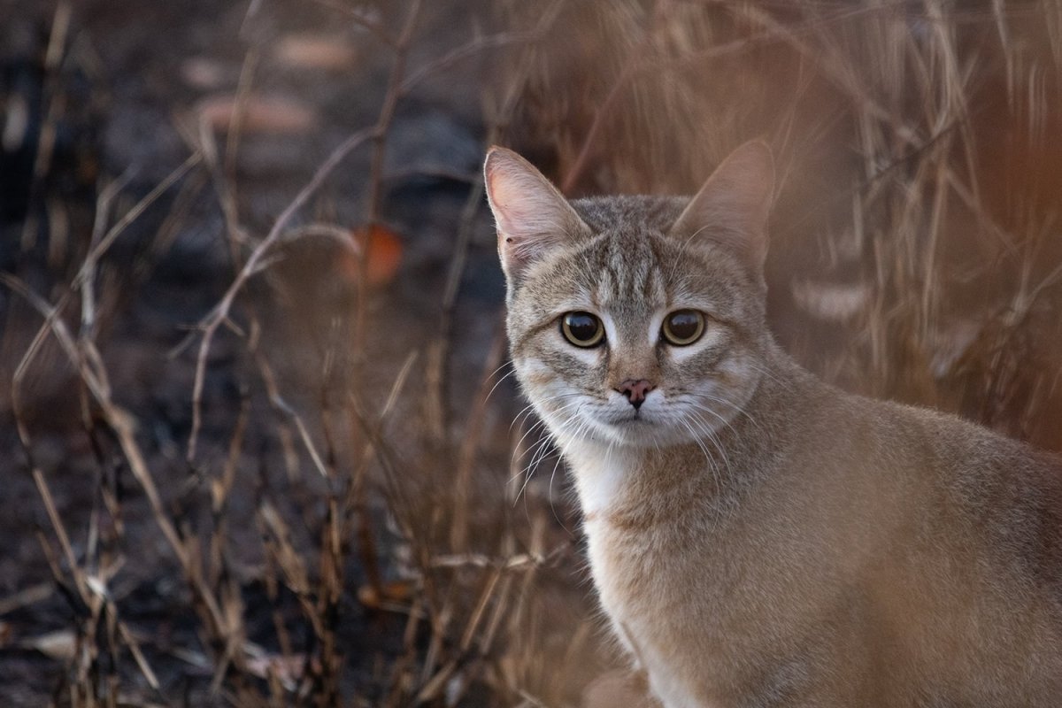 Felis Silvestris lybica