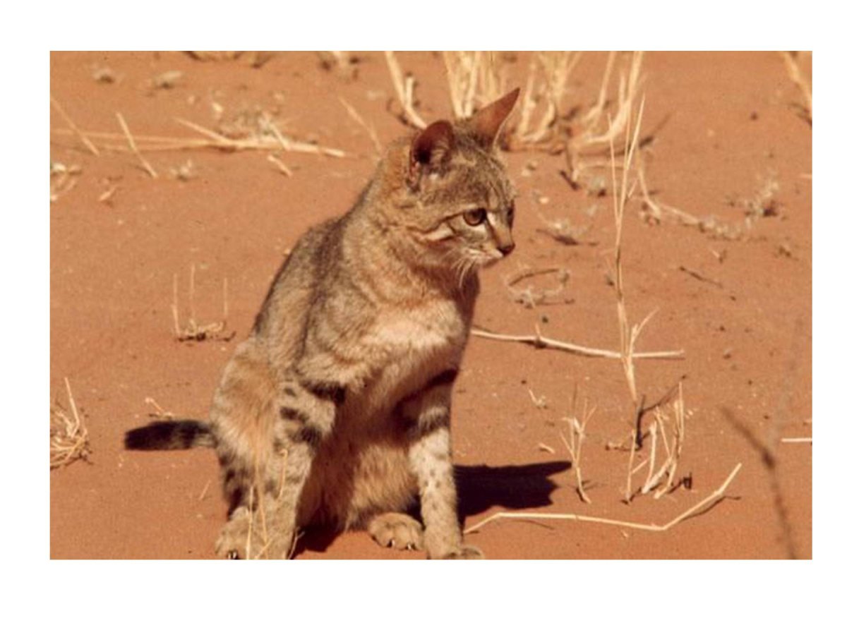 Степной кот Felis Silvestris lybica