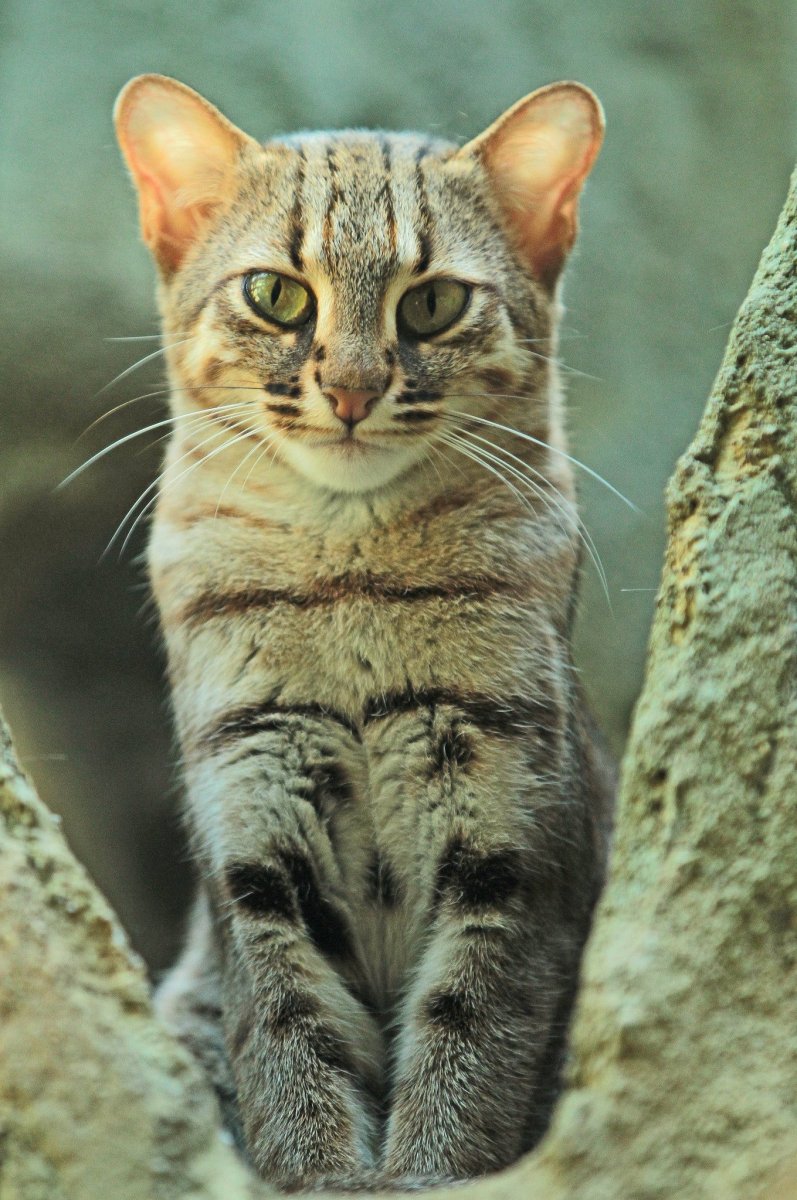 Сервал кошка