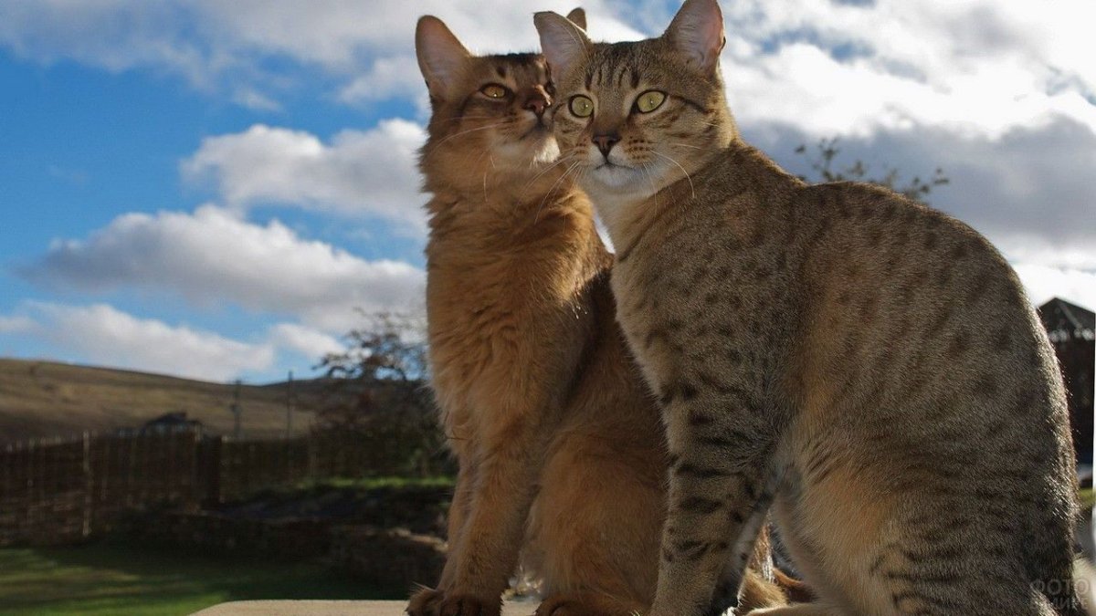 Африканская кошка сервал