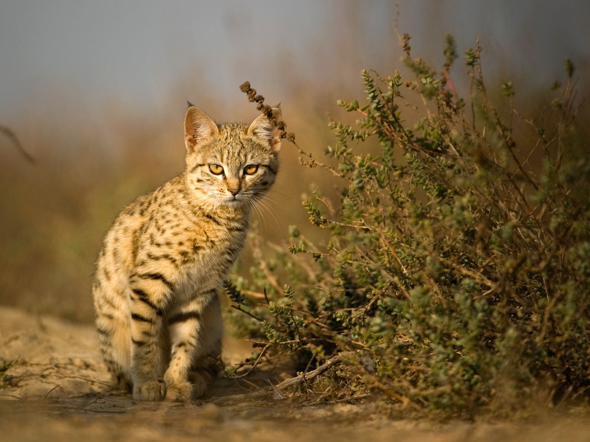 Порода кошек Египетская МАУ