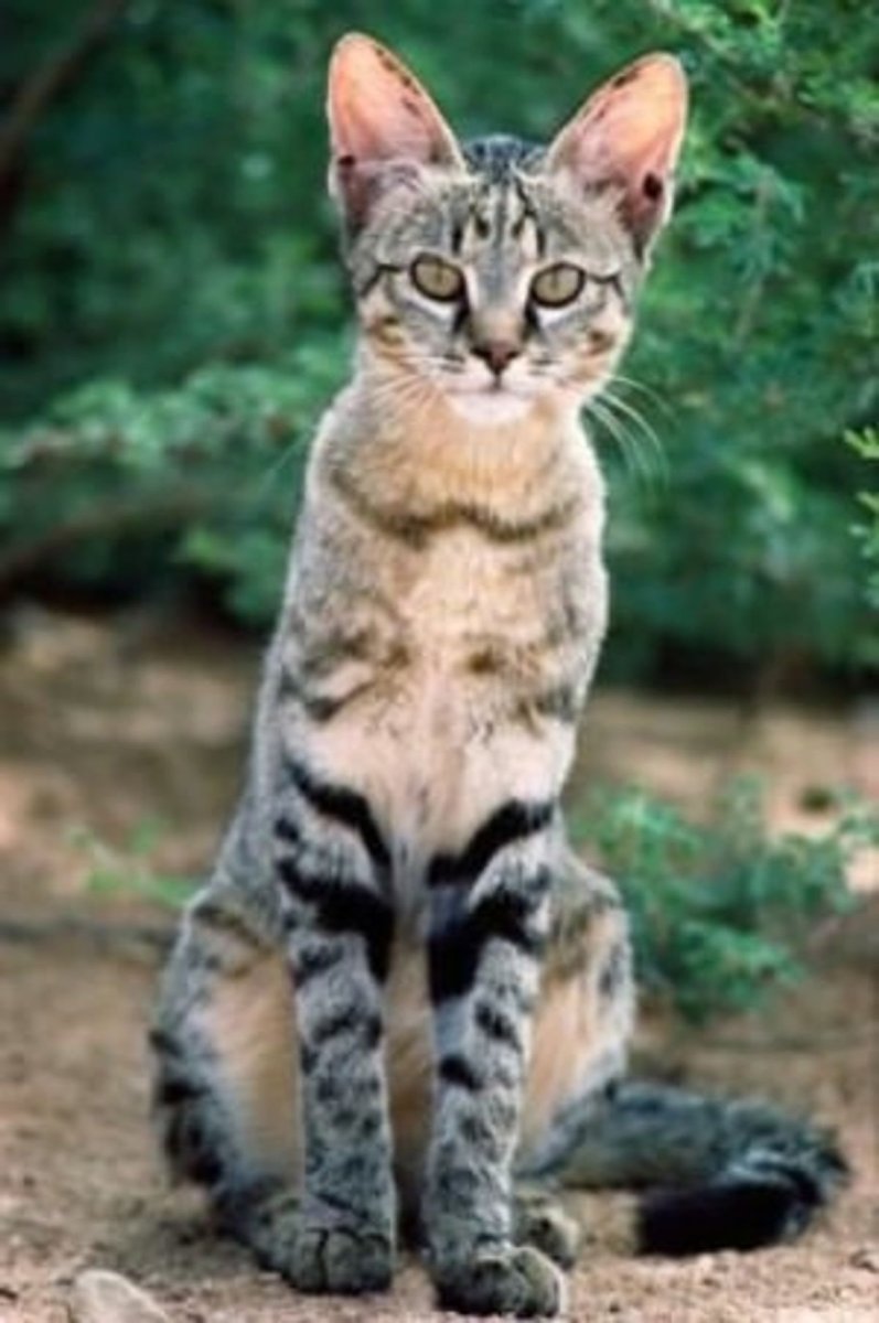Степная кошка (Felis Libyca)