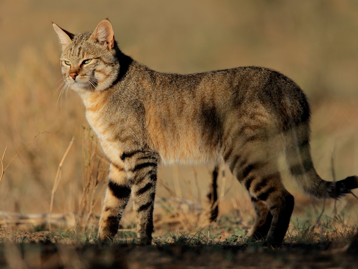 Степной кот Felis Silvestris lybica