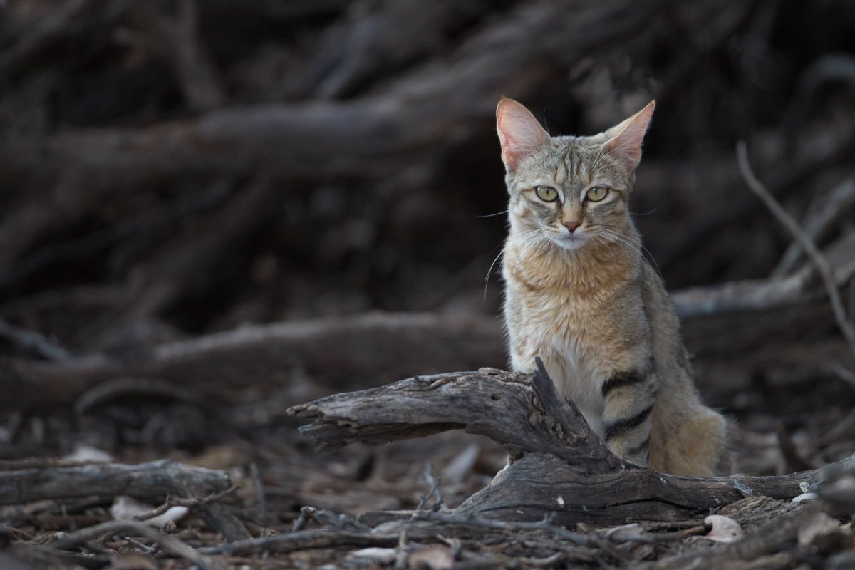 Североафриканская Степная Буланая кошка