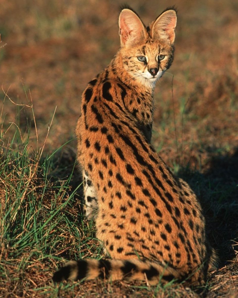 Порода Ориентал