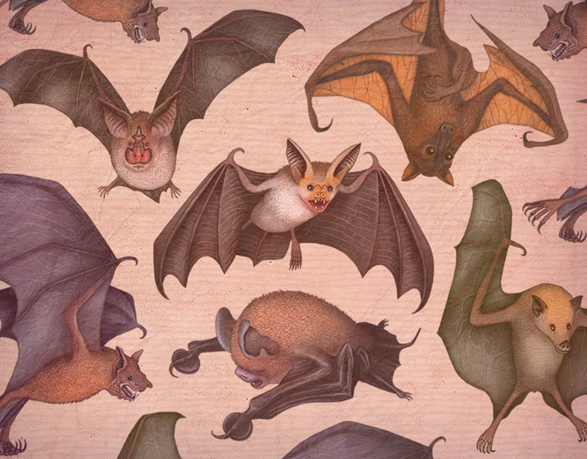 Летучая мышь референс