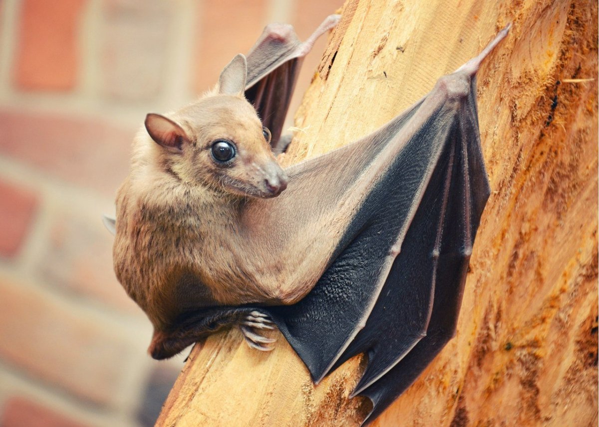 Белые нильские крыланы