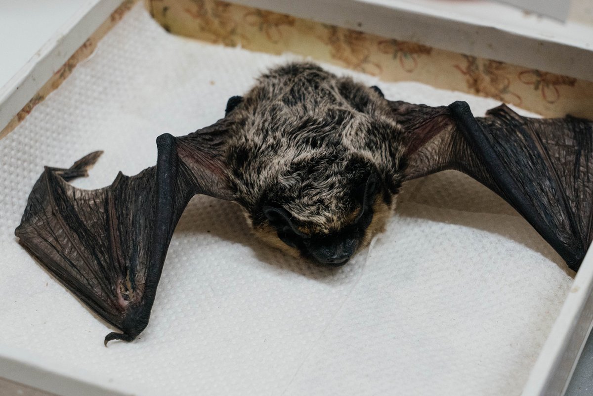 Летучая мышь