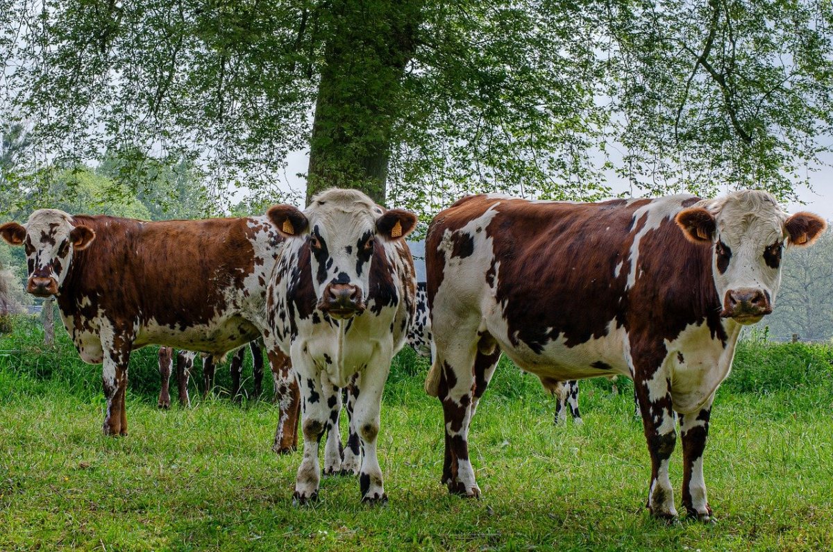 Пятна коровы