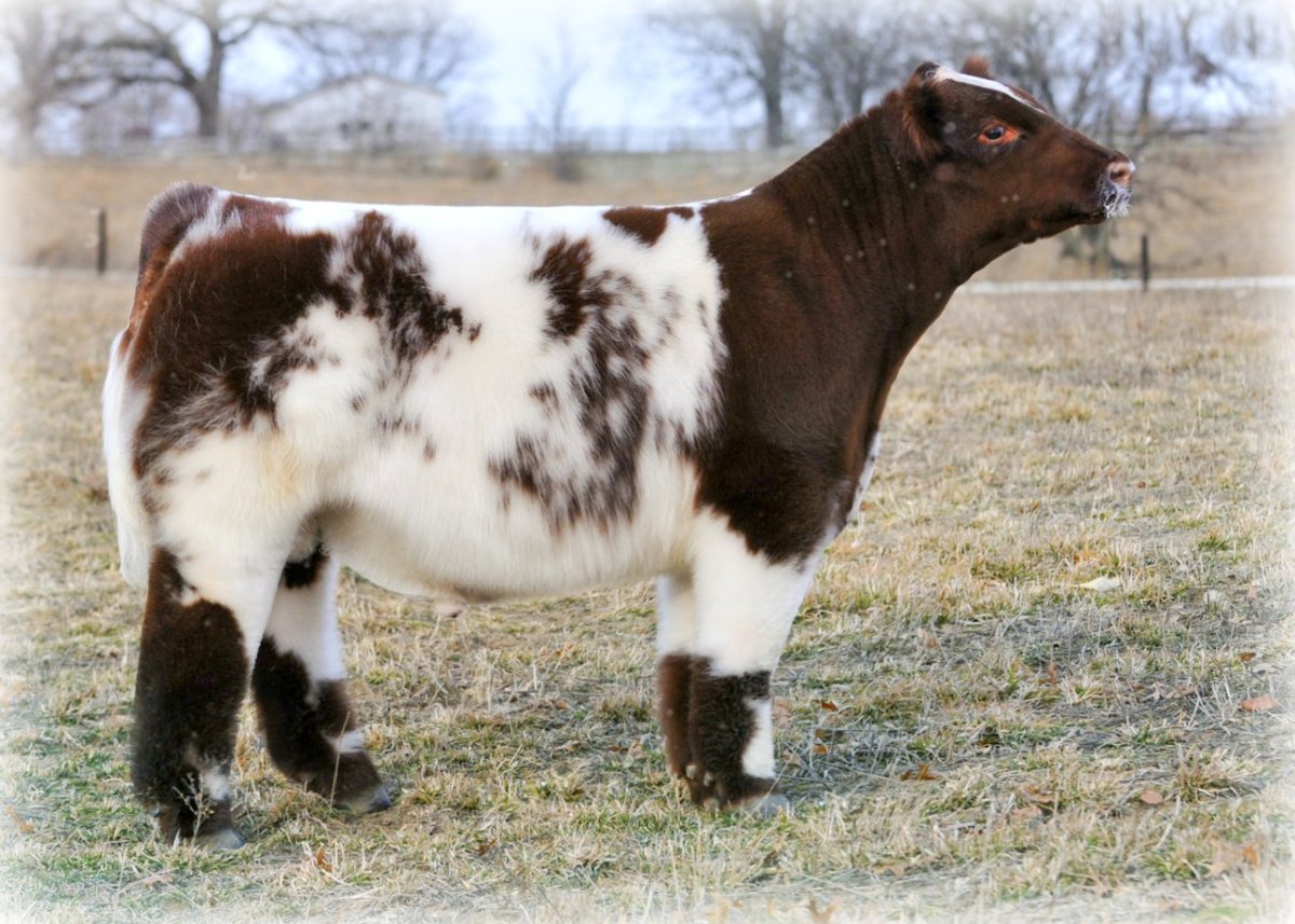 Айова порода коров