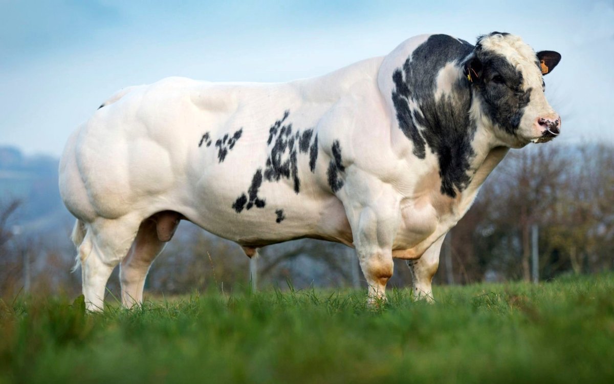 Бельгийский белоголовый бык