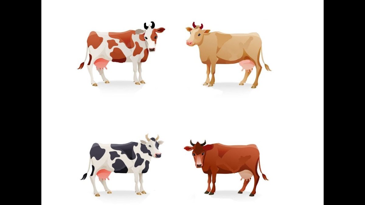 Коровы разного окраса